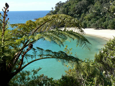 Matapouri and Whale Bay Tour