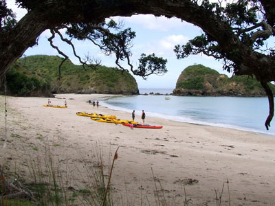 Wharewa Bay / Goat Island Tour